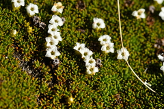 Dracophyllum muscoides