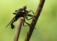 Blepharotes splendidissimus