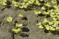 Lemna aequinoctialis