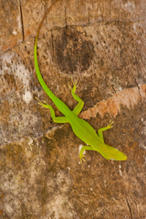 Anolis callainus
