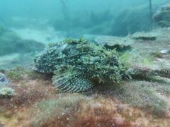 Scorpaenopsis barbata
