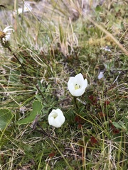 Gentianella bellidifolia
