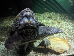 Macrochelys