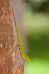 Anolis callainus