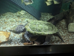 Macrochelys