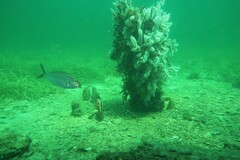 Pseudocaranx georgianus