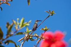 Anthracothorax dominicus
