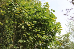 Bauhinia variegata
