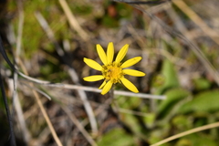 Brachyglottis bellidioides