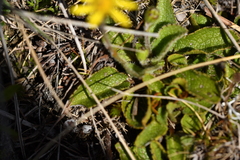Brachyglottis bellidioides
