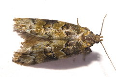 Trachypepla protochlora