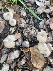 Marasmius albogriseus