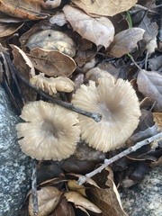 Marasmius albogriseus