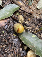 Cocoseae