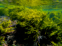 Phyllospora comosa