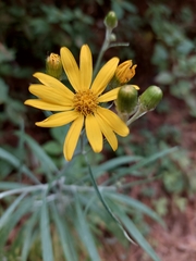Senecio stoechadiformis