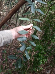 Diospyros australis