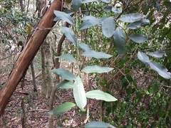 Diospyros australis