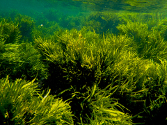 Phyllospora comosa