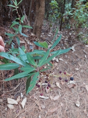 Comarostaphylis glaucescens