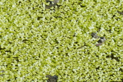 Lemna aequinoctialis