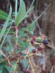 Comarostaphylis glaucescens