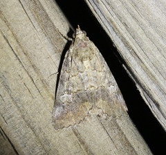 Eubolina impartialis