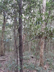 Diospyros australis