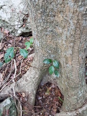 Dendrocnide photiniiphylla