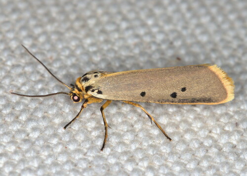 Didymonyx infumata