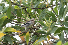 Agropsar philippensis