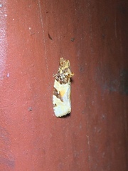 Argyrotaenia kimballi