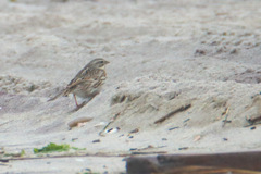 Passerculus sandwichensis princeps