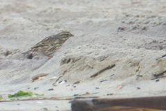 Passerculus sandwichensis princeps