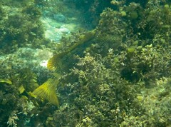 Olisthops cyanomelas