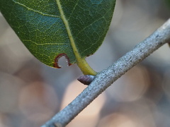 Quercus myrtifolia