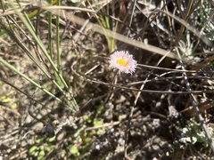 Erigeron procumbens