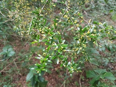 Pittosporum viscidum