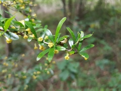 Pittosporum viscidum