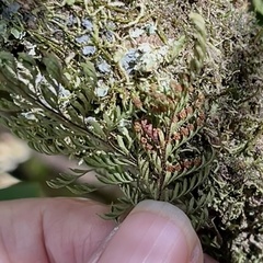 Adenophorus tamariscinus