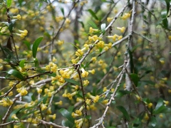 Pittosporum viscidum