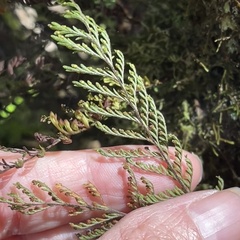 Adenophorus tamariscinus