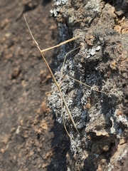 Schizocephala bicornis