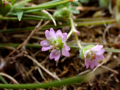 Geranium molle
