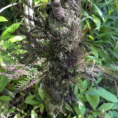 Adenophorus tamariscinus