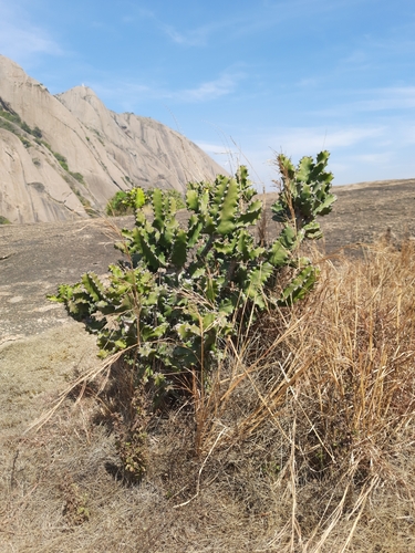 Euphorbia tortilis, photograph 4