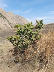 Euphorbia tortilis