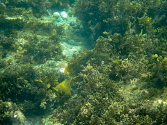 Olisthops cyanomelas