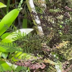 Adenophorus tamariscinus