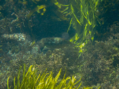 Notolabrus gymnogenis